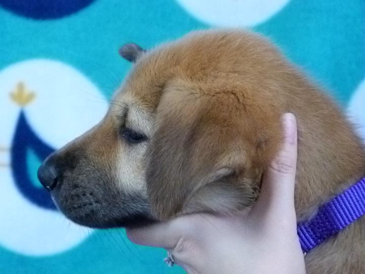 chinook puppy